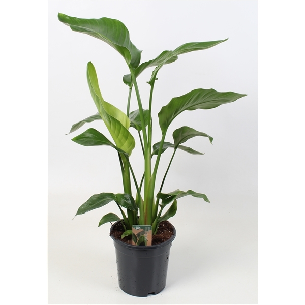 Strelitzia Nicolai 17Ø 70cm 3pp