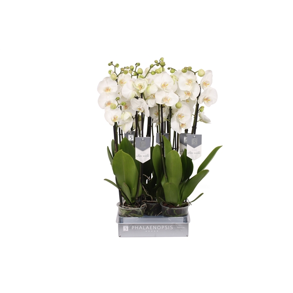 Phalaenopsis White World 12Ø 70cm 4st 25fl