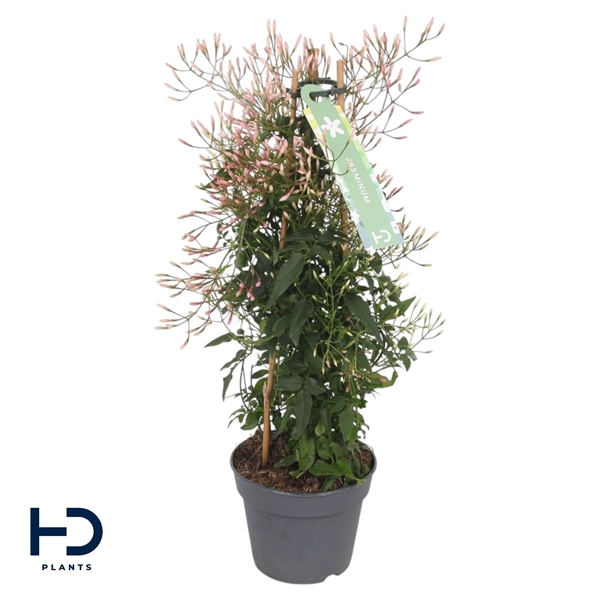 Jasminum polyanthum 12Ø 40cm 300fl