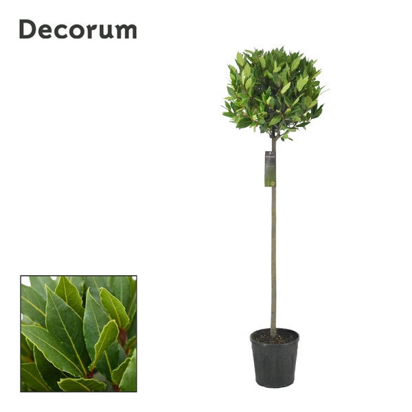 Laurus Nobilis ball on stem 25Ø 160cm 45Ø