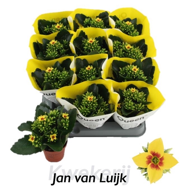 Kalanchoe African Sam 6Ø 14cm