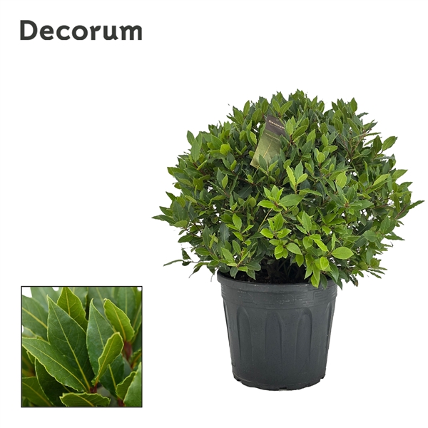 Laurus Nobilis boll on pot 30Ø 80cm 60Ø