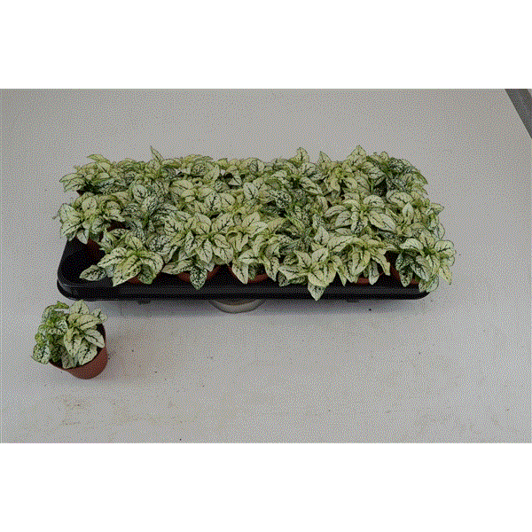 Hypoestes white 8,5Ø 10cm