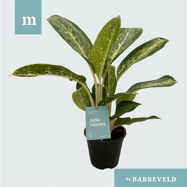 Aglaonema Anouk Green 14Ø 40cm 2pp