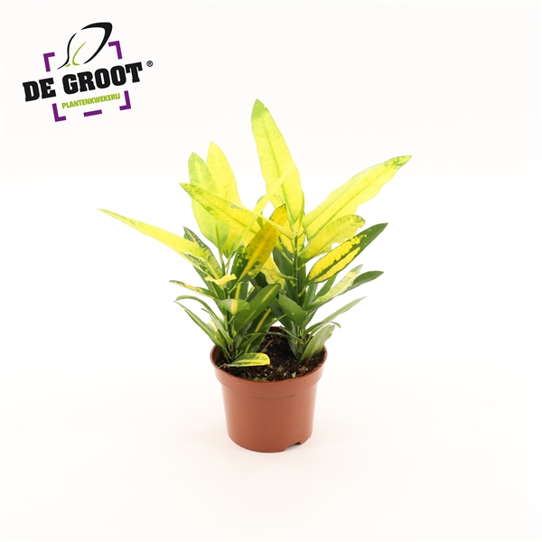 Codiaeum variegatum Sunny Star 12Ø 30cm 2pp