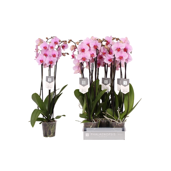 Phalaenopsis Anthura Washington 12Ø 70cm 3st 22fl