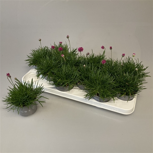 Armeria maritima Armada Rose 10,5Ø 20cm