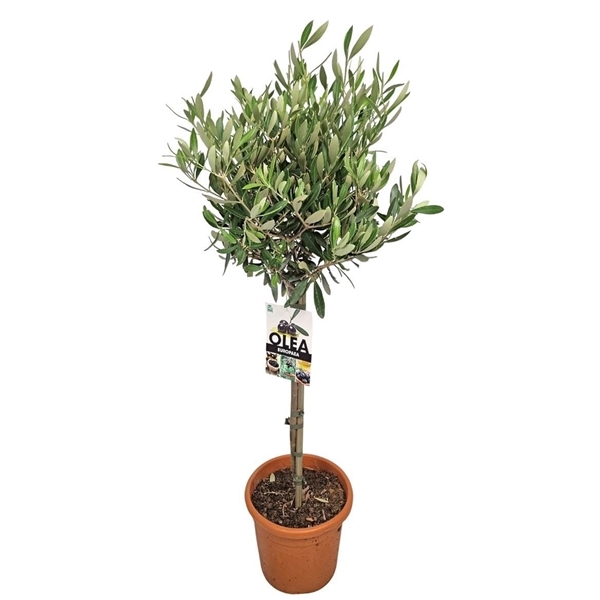 Olea europaea 18Ø 90cm