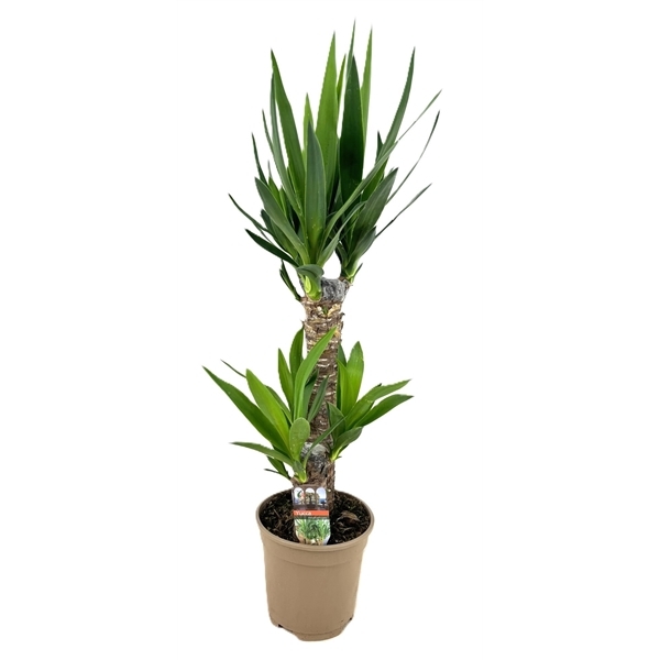 Yucca toef 45-20 17Ø 80cm 2Head