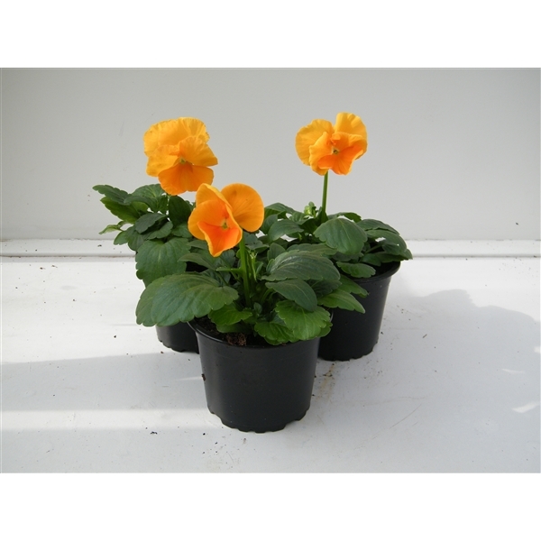 Viola Wittrockiana Matrix Orange 9Ø 15cm