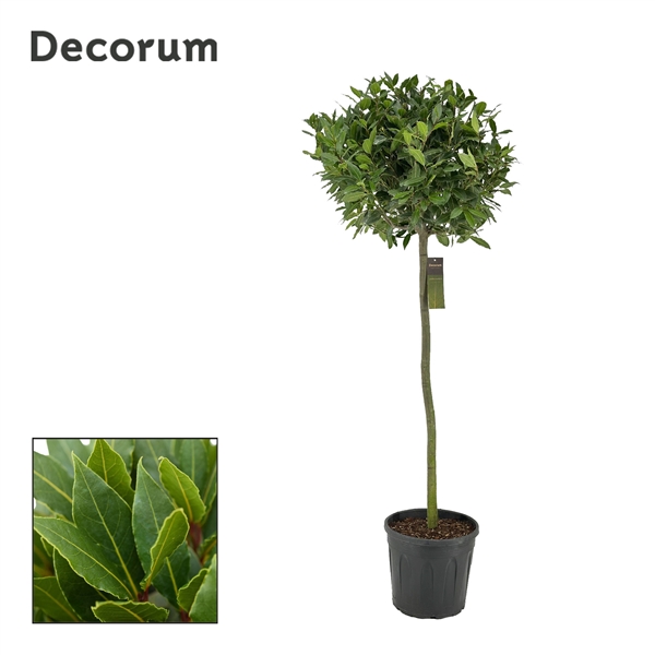Laurus Nobilis ball on stem 30Ø 170cm 60Ø