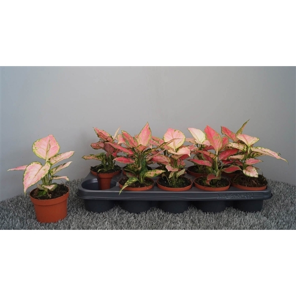 Aglaonema mix 10,5Ø 20cm