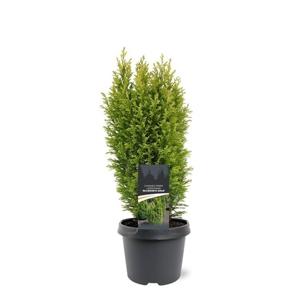 Chamaecyparis law. Ellw. Gold 19Ø 55cm