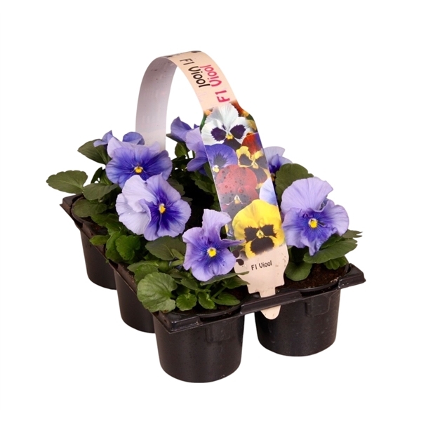 Viola F1 light blue in 6-PACK 9Ø 12cm