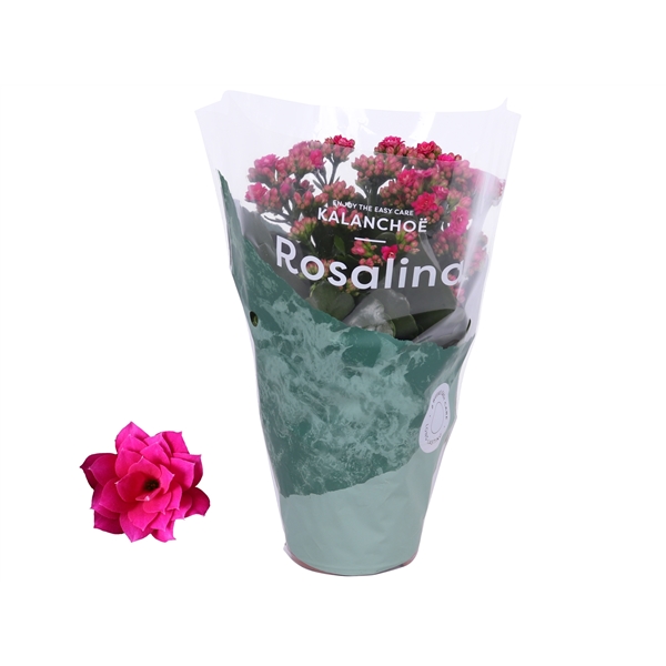 Kalanchoe Rosalina Don Victorio 12Ø 27cm