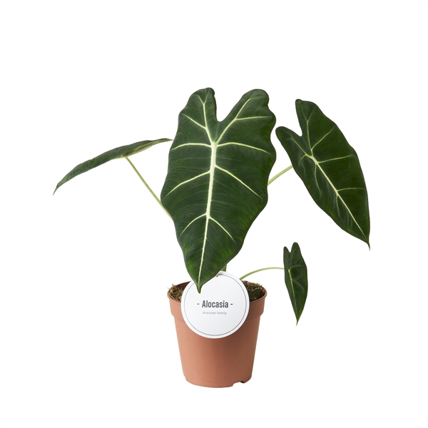 Alocasia micholitziana Frydek 12Ø 40cm 1pp