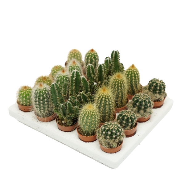 Cactus mix 4Ø 5cm