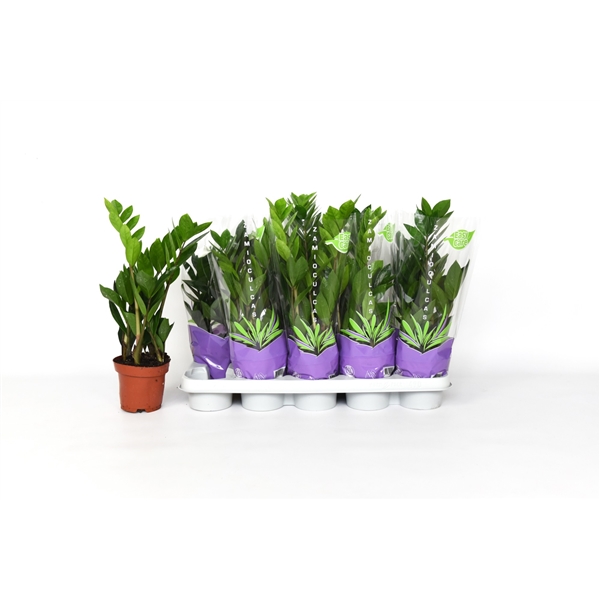 Zamioculcas zamifolia 12Ø 40cm 3st