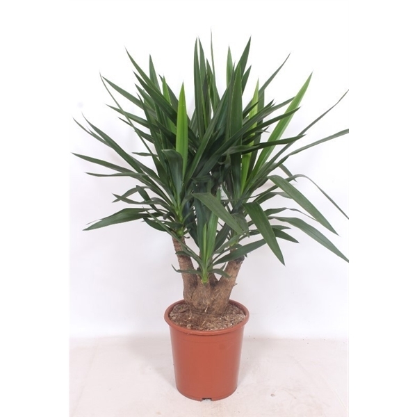 Yucca elephantipes 27Ø 110cm 2Head