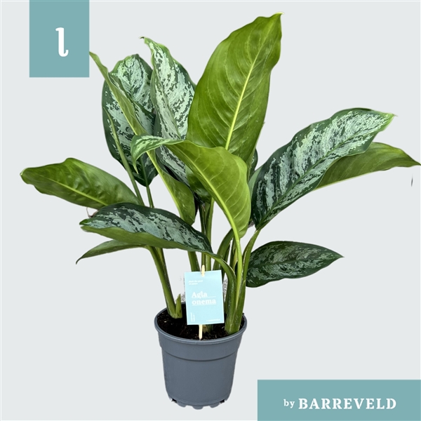 Aglaonema Chantal 17Ø 60cm 3pp