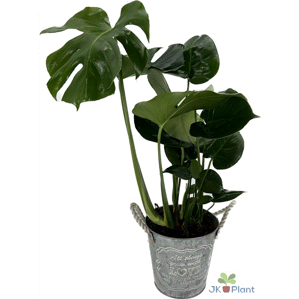 Monstera Deliciosa in zinc bucket 19Ø 55cm 2pp