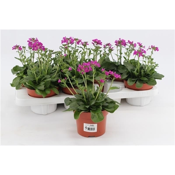 Arabis caucasica Rose Delight 13Ø 17cm