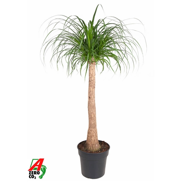 Nolina Recurvata (Beaucarnea) stem 30Ø 140cm