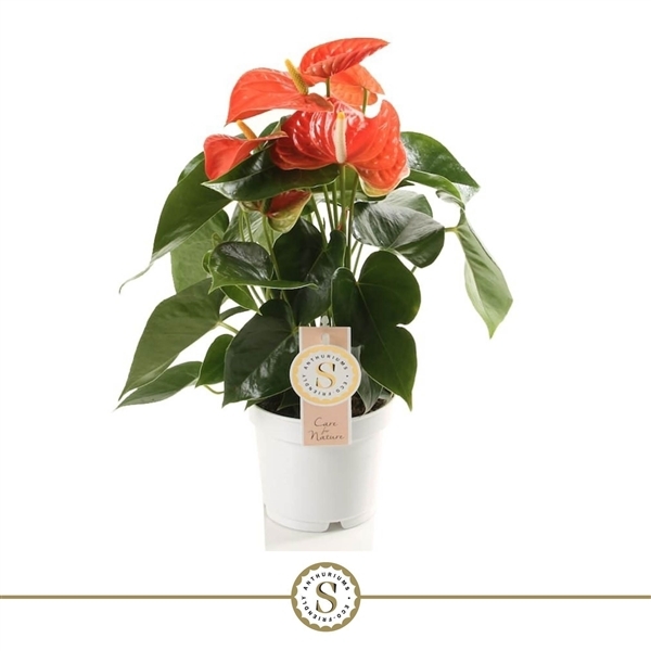 Anthurium Orange Champion 9Ø 30cm 3fl