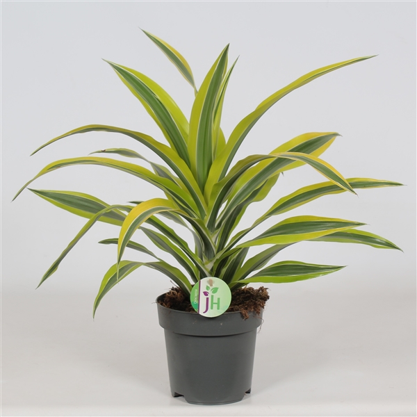 Dracaena fragrans Lemon Lime 17Ø 50cm 1pp