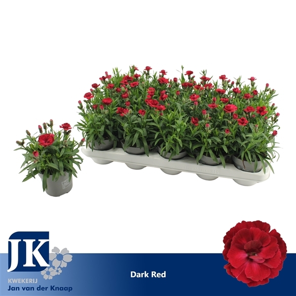 Dianthus hybr. Oscar Dark Red 10,5Ø 15cm
