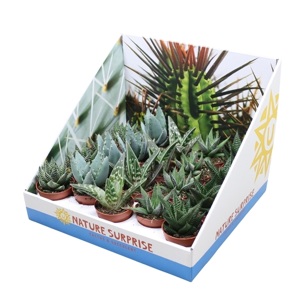 Aloe/Haworthia mix 5,5Ø 15cm