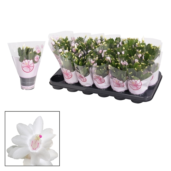 Schlumbergera white 9Ø 18cm 25fl