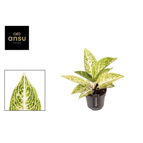 Aglaonema Polar Springtime 12Ø 35cm 1pp