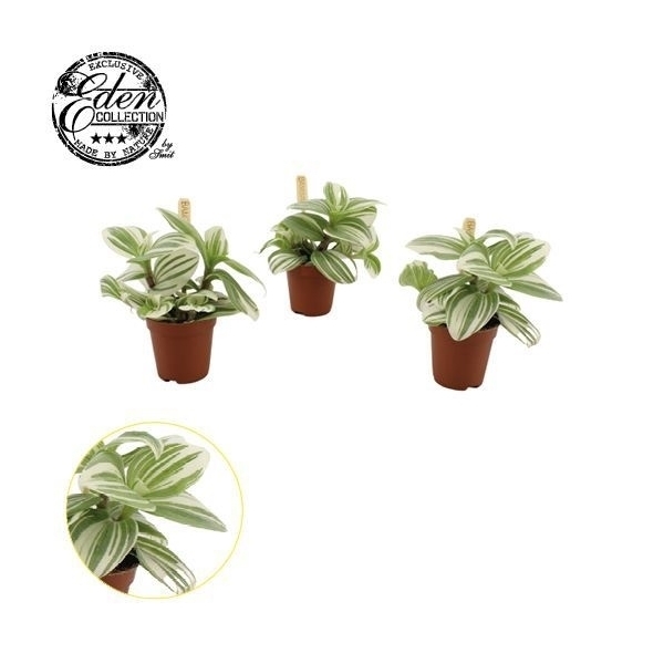 Tradescantia cerinthoides Brightness 5,5Ø 10cm