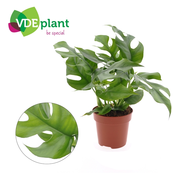 Monstera Minima 12Ø 25cm 1pp