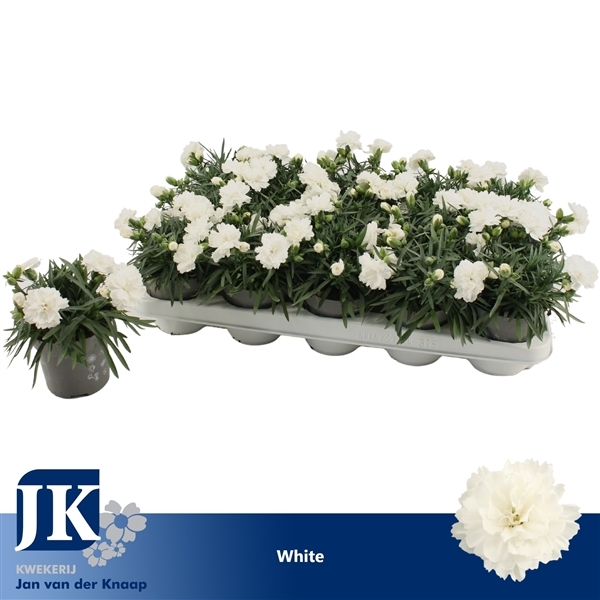 Dianthus hybr. White 10,5Ø 15cm