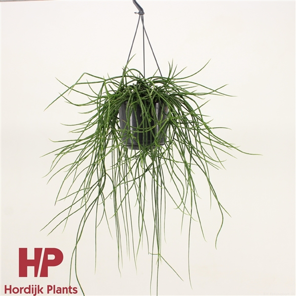 Rhipsalis Floccosa (Cites) 15Ø 35cm
