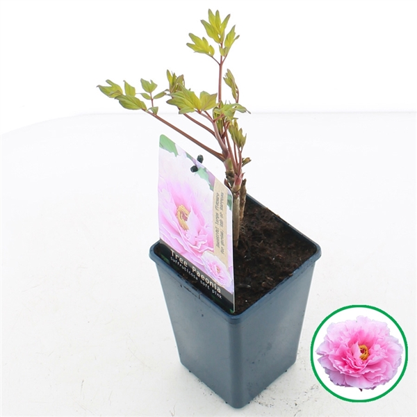 Paeonia suffruticosa light pink 15Ø 30cm