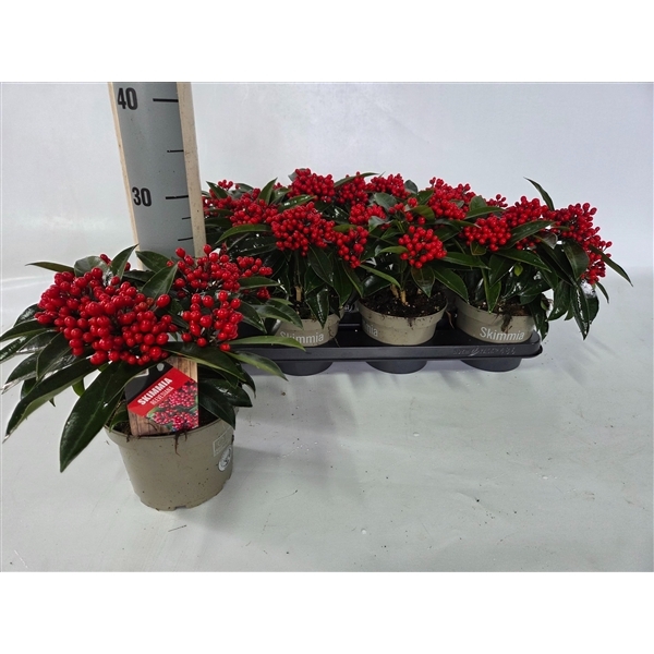 Skimmia jap. reevesiana 15Ø 25cm 4fl