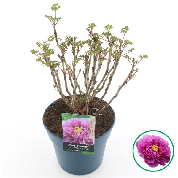Paeonia suffruticosa purple 32Ø 55cm