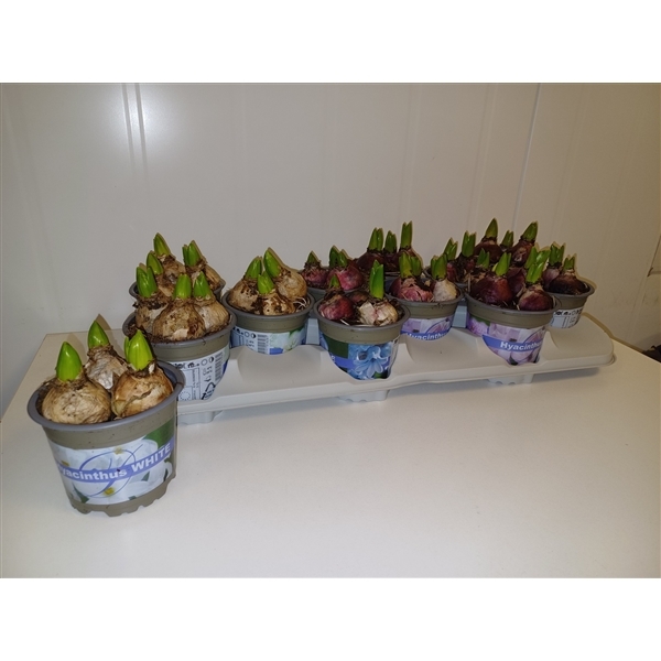 Hyacinthus orientalis mix 10Ø 12cm 3pp