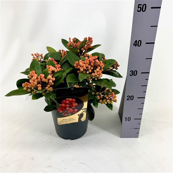 Skimmia jap. Obsession 15Ø 30cm 10fl