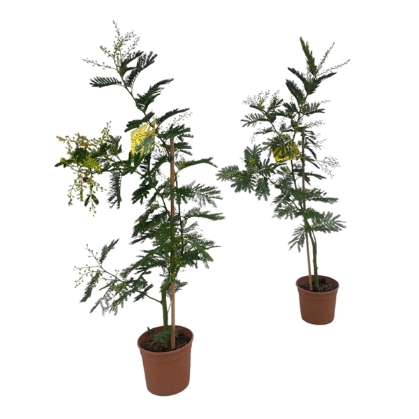 Acacia Mimosa Daelbata 15Ø 70cm