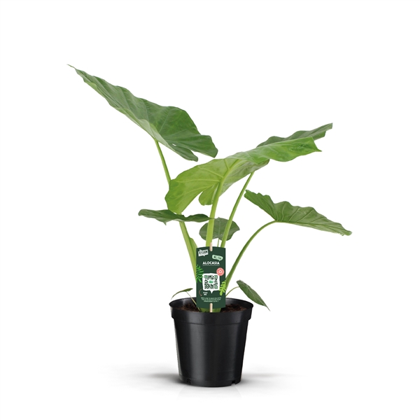 Alocasia macrorrhiza 19Ø 75cm 1pp