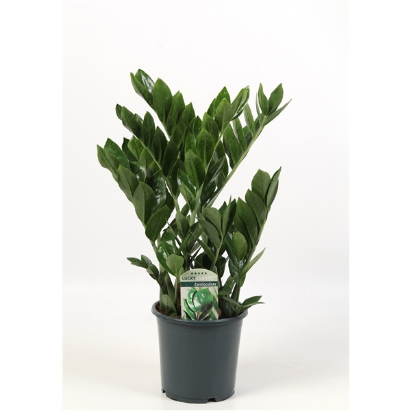 Zamioculcas zamiifolia  Lucky 17Ø 55cm 7st