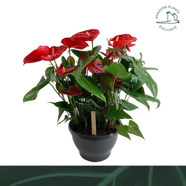 Anthurium Andreanum Alabama 30Ø 70cm 10fl
