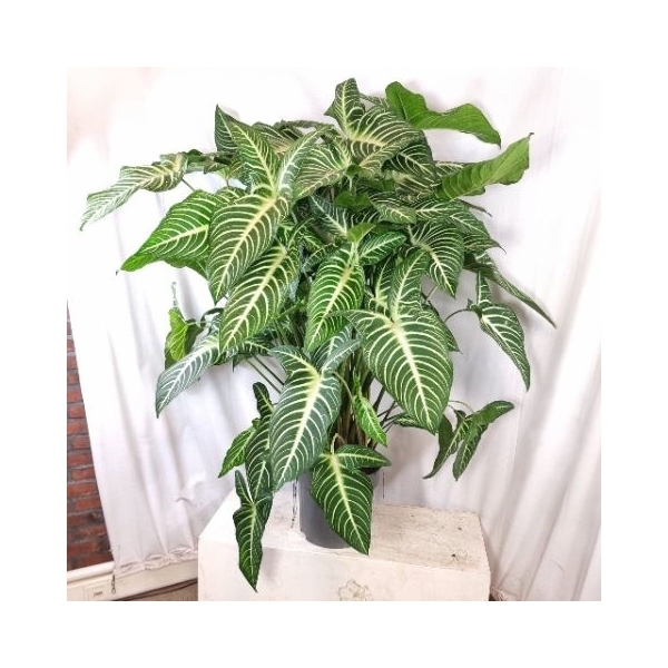 Xanthosoma Lindenii 32Ø 155cm