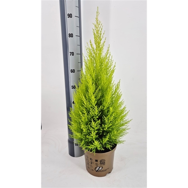 Cupressus mac. Goldcrest Wilma 23Ø 90cm