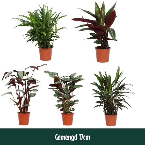 Calathea mix 17Ø 65cm