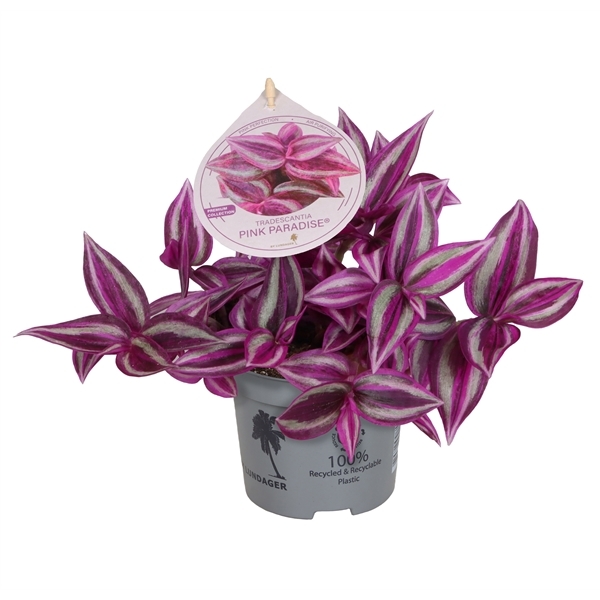 Tradescantia fluminensis Pink Paradise 9Ø 15cm